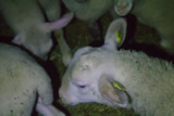 VGT deckt auf: Gesetzeswidrige Massentierhaltung von Schafen und Rindern