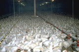 VGT: Verschlechterung der Tierschutzbestimmungen für Geflügelmast indiskutabel!