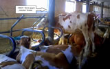"Heumilch" - Tierquälerei in der Rinderhaltung