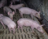 Nächste Tierfabrik geplant - Proteste gegen Schweinehaltung in der Steiermark!