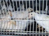Versuch der Geflügelindustrie, Tierschutzbestimmungen zu verschlechtern, jetzt gescheitert!