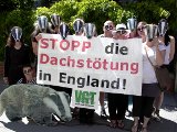 30 TierschützerInnen vor britischer Botschaft gegen Dachsmassaker