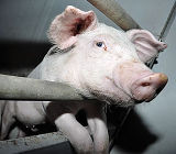 VGT Themenabend: Schweinehaltung in der Steiermark