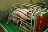 Ratschendorf (Stmk): Weiterer großer Schweinezuchtstall geplant, Bevölkerung weitgehend uninformiert