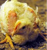 ACHTUNG: Minister Berlakovich könnte noch rasch Hühnerhaltung verschlechtern!