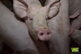 Schweinehaltung im Fokus der Medien