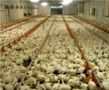 Einladung/Wien: Aktion mit toten Masthühnern vor Landwirtschaftskammer