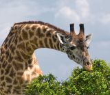 Weitere Giraffentötung geplant