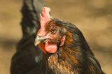38.000 Hühner in Deutschland getötet