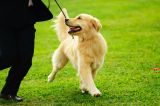 Stellungnahme zu aversiven Trainingsmethoden bei Hunden