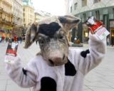 EINLADUNG: morgen Tierschutzaktion Wien zur Milchproduktion "Kalb vermisst"