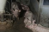 VGT lobt steirischen Agrar-Landesrat Seitinger für seine Einsicht: Tierfabriken müssen gestoppt werden! 1800 erstickte Schweine sind genug!