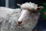 Tierfreundin befreite Schaf - Schlachtung abgesagt