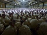 Putenfleisch: Immenses Tierleid in österreichischen Betrieben