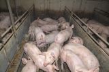 Tierqual für den Export? VGT fordert sofortigen Baustopp von Massentierhaltungen!