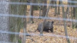 Ein verletztes Wildschwein stolpert durch den Wald.