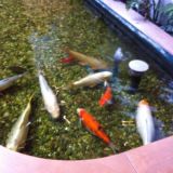Tierquälerische Haltung von Fischen im Shoppingcenter Seiersberg