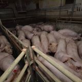 VGT deckt auf: In diesem Betrieb erstickten 200 Schweine qualvoll!