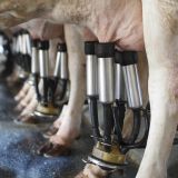 Das Ende der Milchquote bedeutet einen größeren Leistungsdruck auf Milchkühe