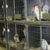 VGT: Anzeige gegen Tierexperimentator und Wissenschaftsministerium wegen Tierquälerei