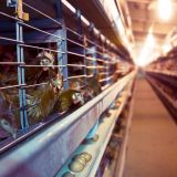 Lobbyerfolg der Nutztierindustrie: Oberösterreich verbietet Filmen in Tierfabriken