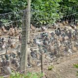 Anzeige: 1000e für die Jagd gezüchtete Fasane, Enten und Rebhühner bei Mensdorff-Pouilly