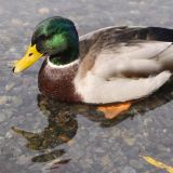 Zoo Schönbrunn: keine Zeit für eine sterbende Ente
