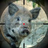 Anträge der Grünen in Steiermark und Burgenland: Jagdverbot auf Zuchttiere