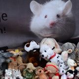 Stofftier-Flashmob für ethische Überprüfung von Tierversuchen