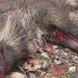 Wildschweinmassaker im Salzburger Jagdgatter Mayr-Melnhof!