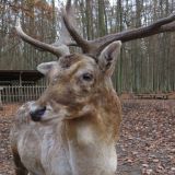 VGT: Lügenmärchen Mensdorff-Pouilly handzahmer „Haustierhirsch“ im Jagdgatter