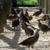 VGT verhindert Mensdorff-Pouilly Jagd auf gezüchtete Rebhühner in Kistln