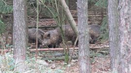 Wildschweine hinter Bäumen