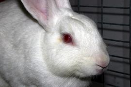 Weißes Kaninchen in Käfig