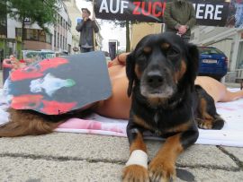 Hund neben liegender Aktivistin