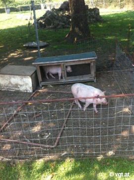 Schweine auf Stahlgitter