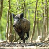 Jagdinterner Ethik-Kodex fordert: Tierschutz und Ökologie als Grundpfeiler der Jagd