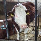Anbindehaltung von Rindern - wann kommt endlich eine gesetzeskonforme Verordnung?