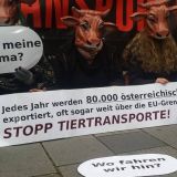 Tiertransporte: VGT fordert Verbot
