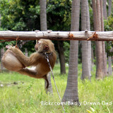 Dressierte Affen bei der Kokosnussernte?