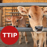 Wie würde es mit österreichischen Schlachthöfen unter TTIP weiter gehen?