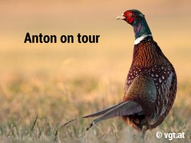 Anton- Tour