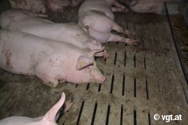 Schweine auf Betonspaltenboden