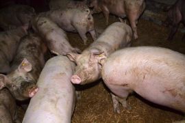 Mastschweine in furchtbar verschmutzen Stall