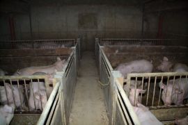 Schweine in einem dunklen, trostlosen Stall