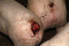 Blutige Wunde wegen einem abgebissenen Schwanz bei einem Schwein