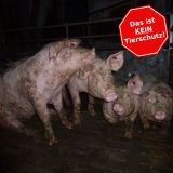 Vollspaltenboden: Das traurige Leid der Schweine