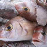 Tierquälerei auf Fischmarkt – Anzeige!