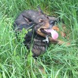 Hund Kimbo von Jäger erschossen: kein Ermittlungsverfahren gegen den Täter