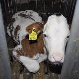 Unversorgt durch Europa – Das Schicksal der Milchkälber